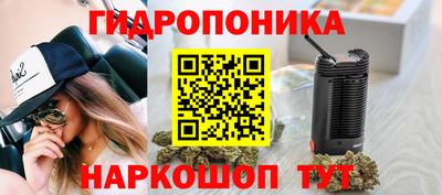 шишки Тара